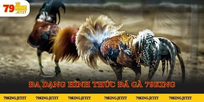 Thể loại chọi kê 79KING hấp dẫn và đa dạng