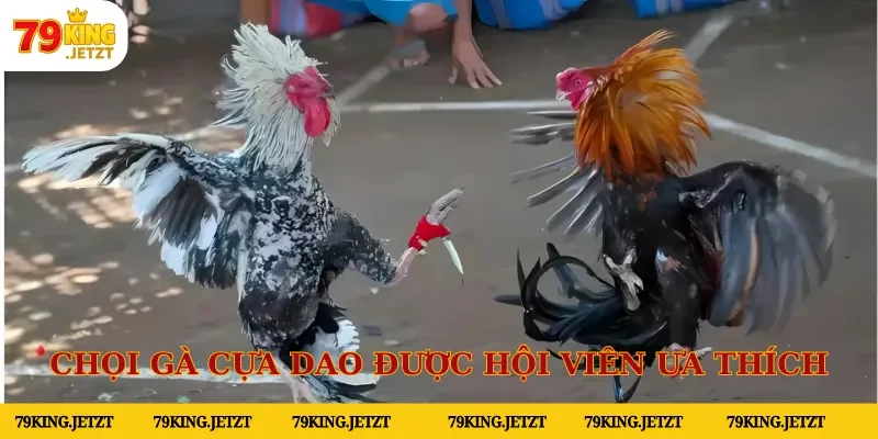 Chọi gà cựa dao được nhiều hội viên ưa thích