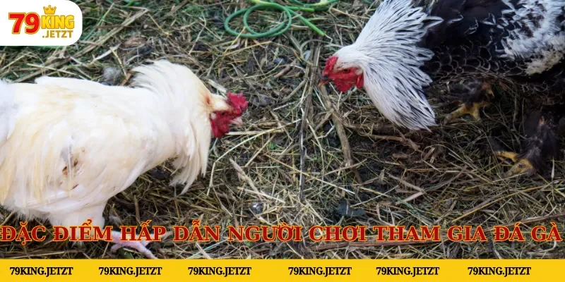 Đặc điểm hấp dẫn người chơi tham gia đá gà tại hệ thống