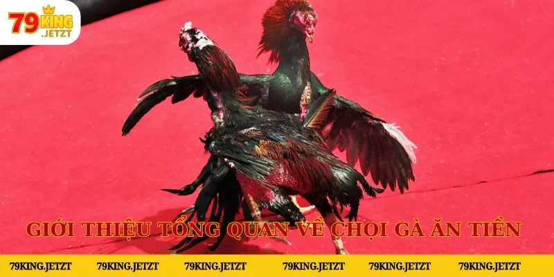 Giới thiệu tổng quan về chọi gà ăn tiền tại nhà cái