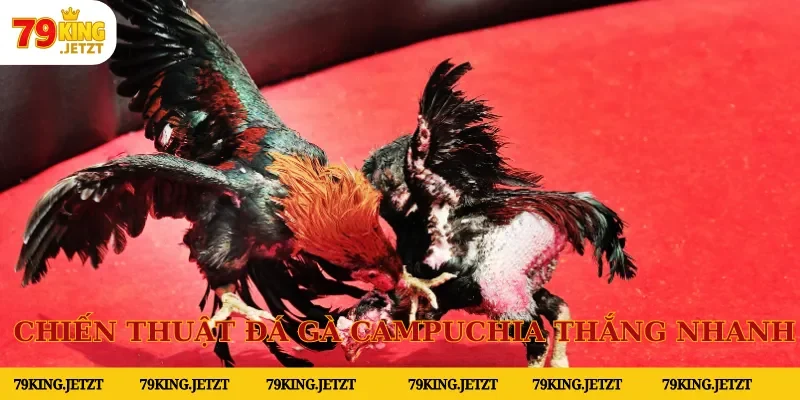 Bỏ túi ngay chiến thuật chơi đá gà Campuchia thắng nhanh