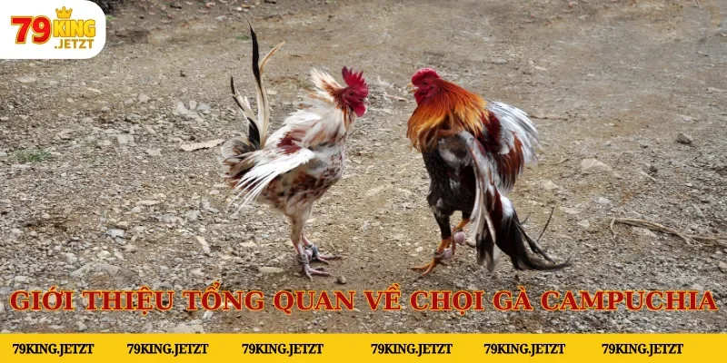 Giới thiệu tổng quan về chọi gà Campuchia