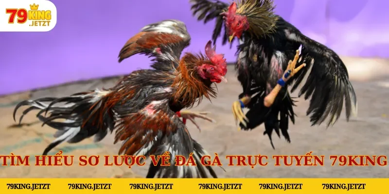 Tìm hiểu sơ lược về đá gà trực tuyến 79KING 