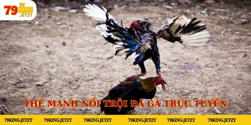 Thế mạnh nổi trội chỉ có tại danh mục đá gà trực tuyến