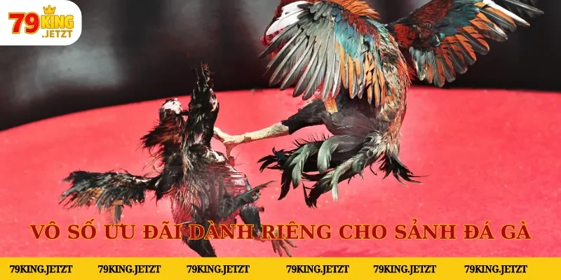 Vô số ưu đãi dành riêng cho sảnh đá gà