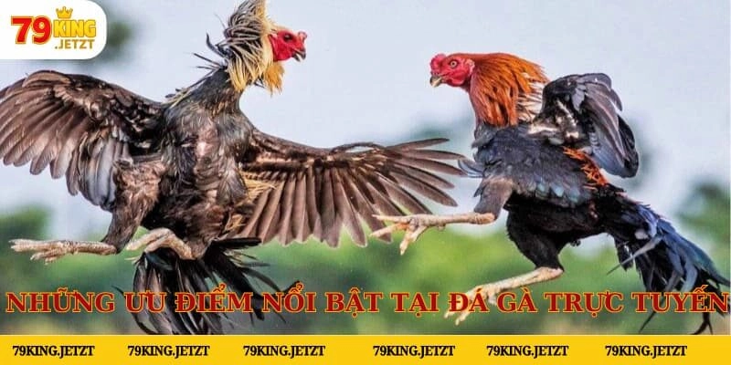 Nhà cái 79King xây dựng một sân chơi chọi kê trực tuyến với nhiều ưu điểm nổi trội